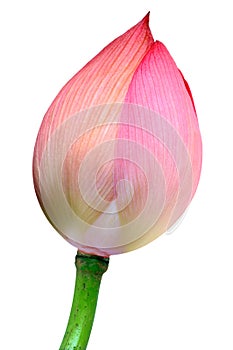 Lotus bud