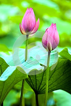 Lotus bud