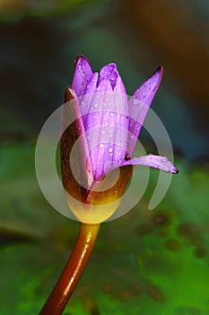 Lotus bud