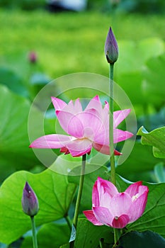 Lotus and bud