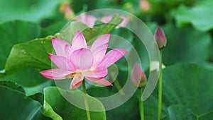 Lotus and bud