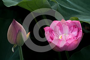 Lotus and bud