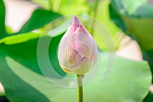 Lotus bud