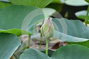 Lotus bud