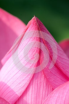 Lotus bud