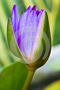 Lotus bud flower