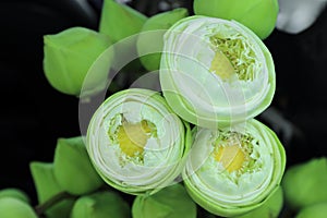 Lotus bud flowers with folded petals for buddhism offerings