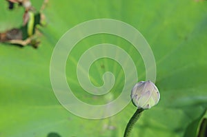 Lotus bud.