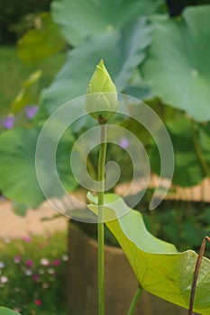 Lotus bud grows in pots.
