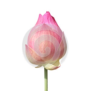 Lotus bud isolated on white background, lotus pink close-up photos, lotus bud pink flower, beautiful buds pink nature