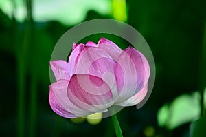 Lotus bud, Kyoto Japan.