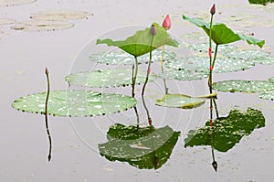 Lotus bud and leaf