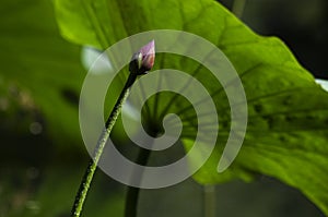 Lotus leaf and bud