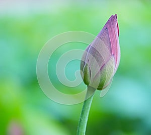 A Lotus Bud