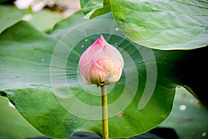 Lotus Bud Roseum Plenum and green leaf