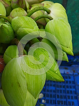 Lotus bud selling in a flowershop.