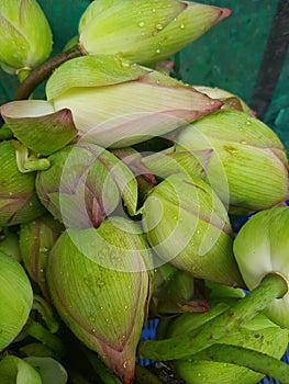 Lotus bud selling in a flowershop.