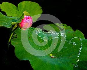 Lotus bud, water running on a lotus leaf