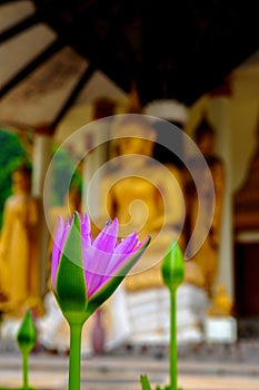 Lotus with Buddha Image Background