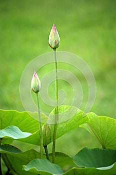 Lotus buds photo