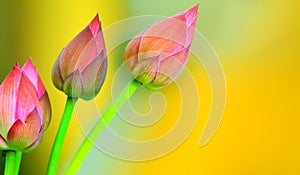 Lotus buds background