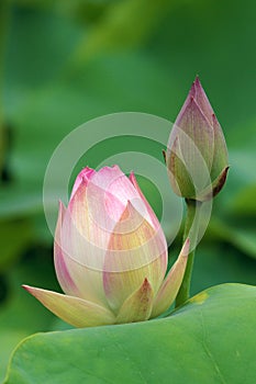 Lotus buds