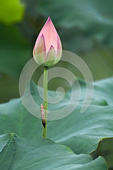 A lotus buds and mayfly