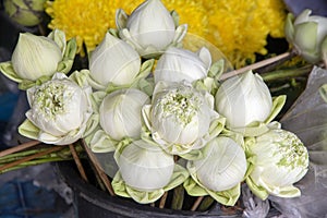 Lotus buds prepared as offering, Doi Suthep near Chiang Mai, Thailand