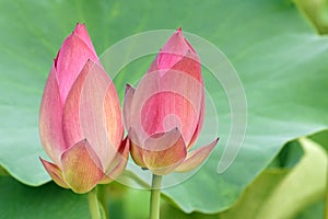 Lotus buds