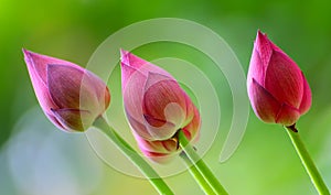 Lotus buds in the wind