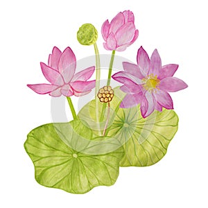 Lotus bush with pink flowers and buds and large green leaves painted in watercolor and isolated on a white background