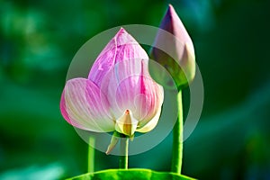 The lotus capullo photo