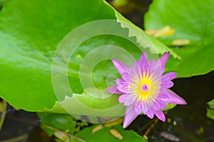 Lotus