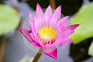 Lotus - Close up Pink Water lily (NYMPHAEACEAE ) photo