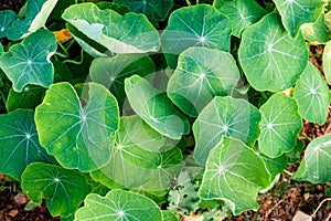 Lotus clump green leaf