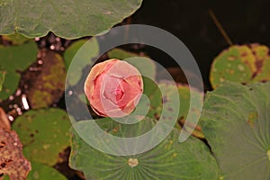 Lotus;colorful aquatic flower