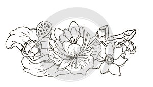 Lotus, a composition of flowers and leaves. Black and white outline photo