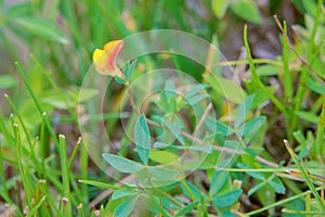 Lotus corniculatus