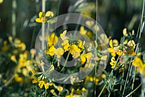 Lotus corniculatus, bird\'s-foot trefoil yellow flowers closeup selective focus