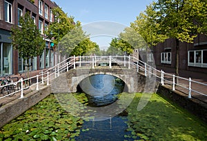 Lotus Covered Canal in the Netherlands with Pedestrian Bridge