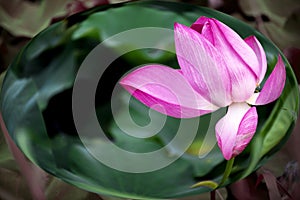 Lotus in crystal ball photo