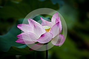 Lotus with dewdrop