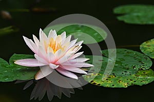 Lotus with dragonfly couple in peaceful pond