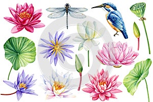 Lotus, dragonfly, kingfisher watercolor set isolated background botanical painting illustration plant. Waterlilies, bird