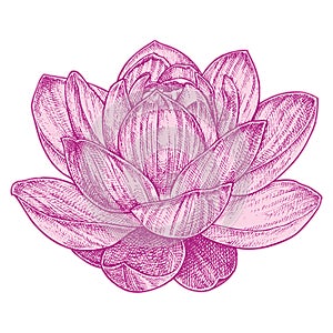 Lotus Drawing 001