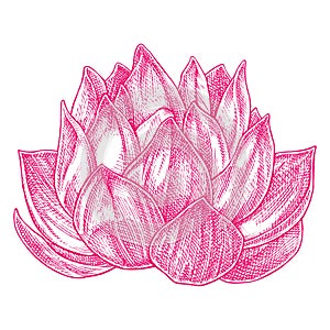 Lotus Drawing 002