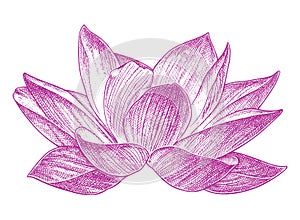 Lotus Drawing 004