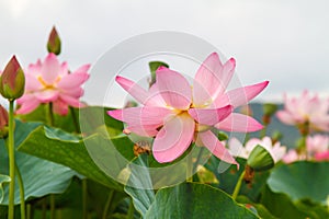 Lotus Eas, Blossomed lotuses.