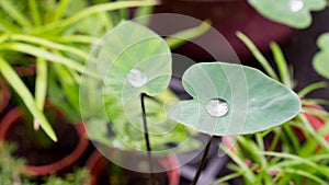 Lotus effect photo