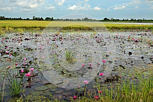 Lotus field